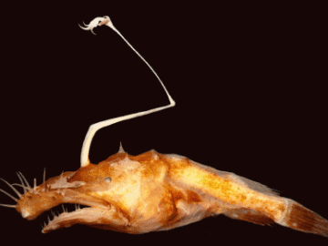 Lasiognathus-dinema-new-Anglerfish-Theodore-Pietsch-Ph.D.-387x300