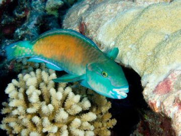 01seasex.adapt.1190.1