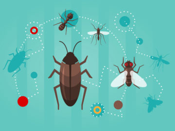 protect-house-summer-bugs-blog